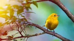 Un paradis pour les observateurs d'oiseaux : Découvrir la diversité aviaire de Ténériffe