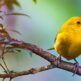 Un paradis pour les observateurs d'oiseaux : Découvrir la diversité aviaire de Ténériffe