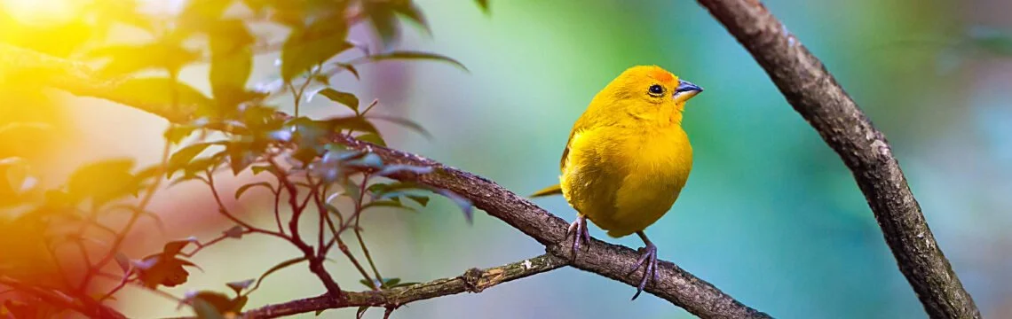 Un paradis pour les observateurs d'oiseaux : Découvrir la diversité aviaire de Ténériffe