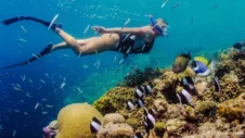 Nager avec le courant : Une plongée en profondeur dans les sites de snorkeling de Tenerife