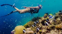 Nager avec le courant : Une plongée en profondeur dans les sites de snorkeling de Tenerife