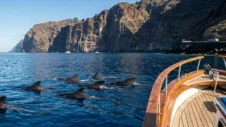 Observation de baleines et dauphins à Tenerife : Meilleures excursions en bateau et comment s'y rendre en voiture (2026)