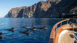 Observation de baleines et dauphins à Tenerife : Meilleures excursions en bateau et comment s'y rendre en voiture (2026)